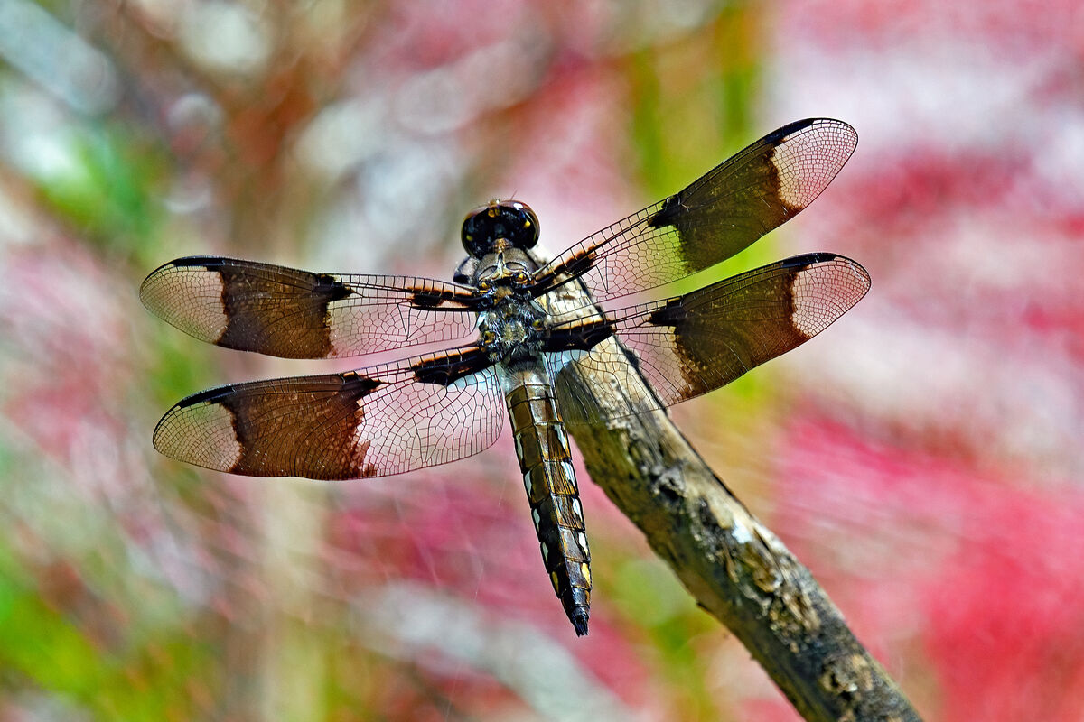 Summertime dragonflies: Taken in July-August. Nikon D500,300mm PF + 1.4 ...