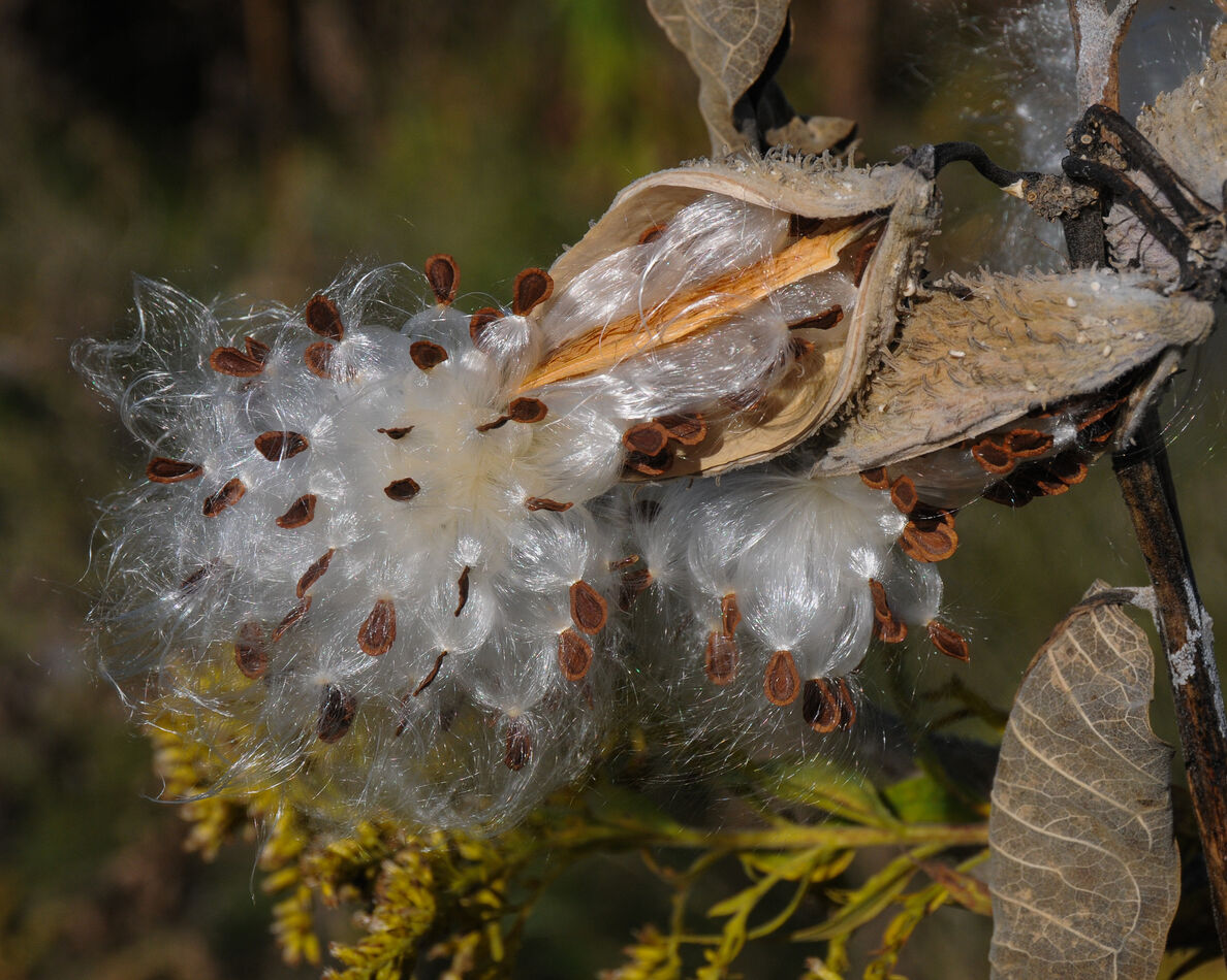 Autumn Challenge Getting to be that time of year when I go hunting for