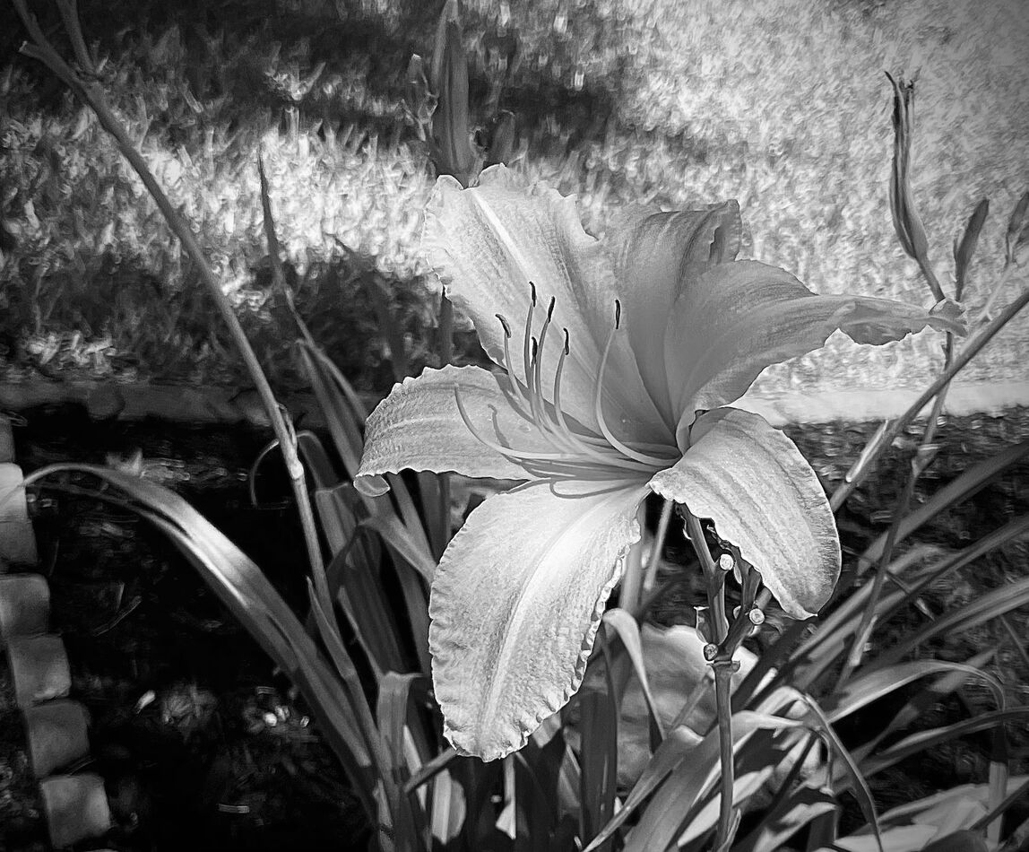 ….once had a daylilly❗️...