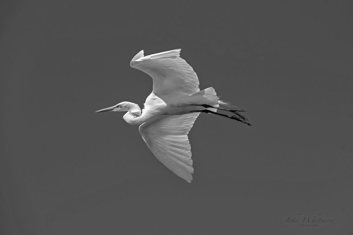Great Egret...