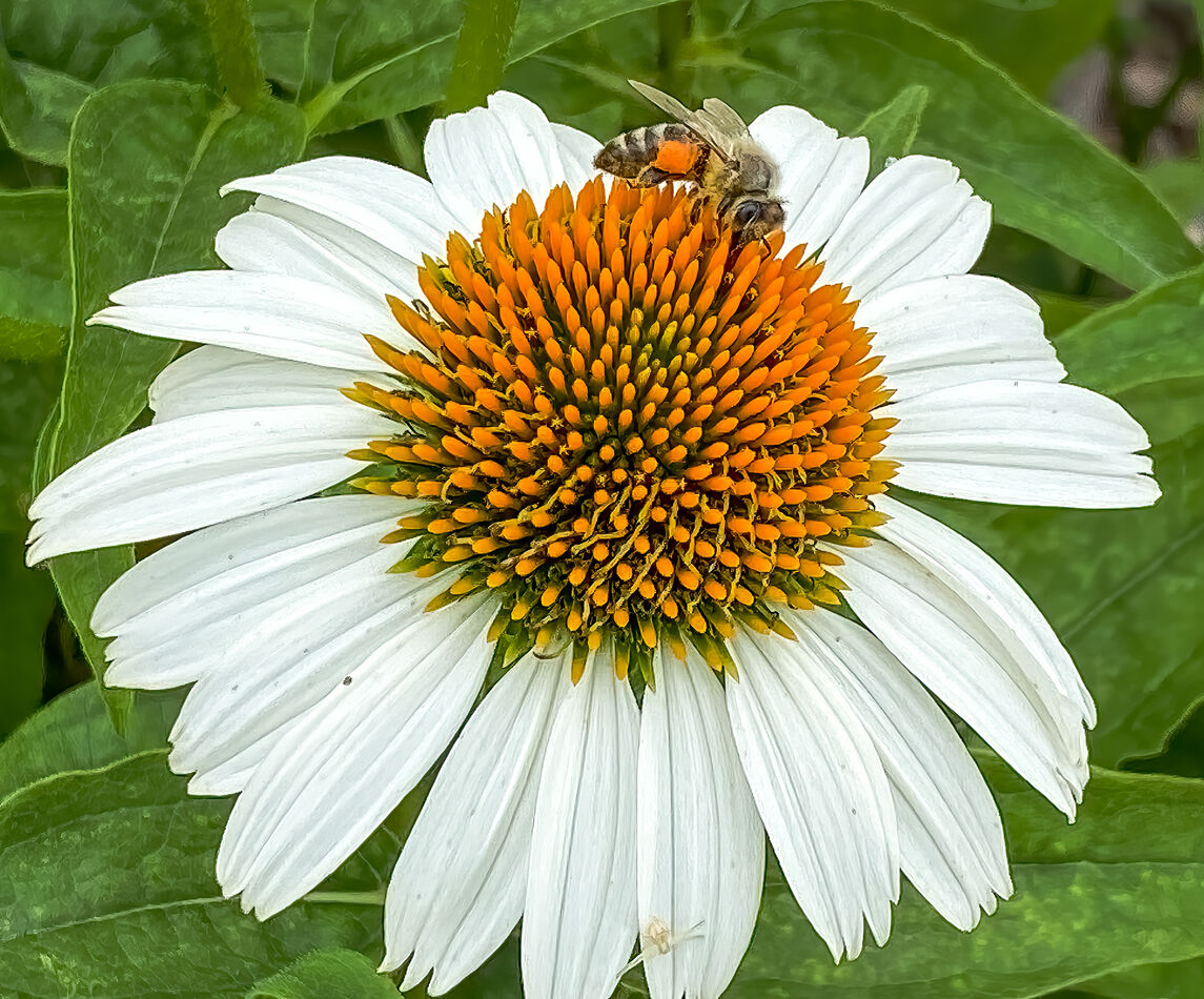 Daisies, bugs and an iPhone This set is another iPhone 11 Pro Max
