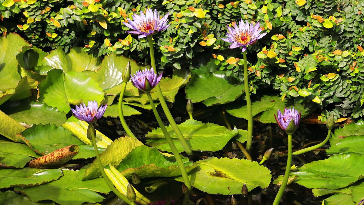 Lilies of Northern Italy Lilies of Northern Italy...