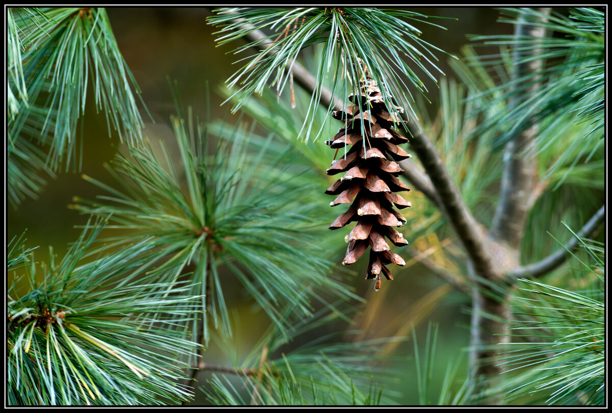 White Pine Taken with the AF 300mm f/4 IF ED on a ...
