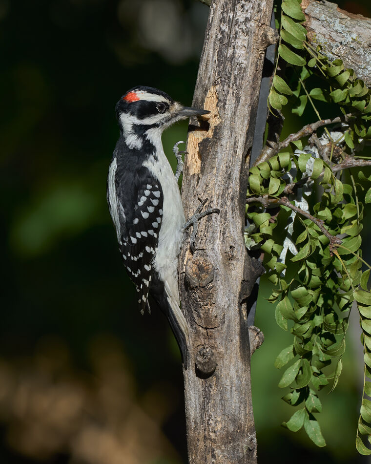 Hairy Woodpecker...