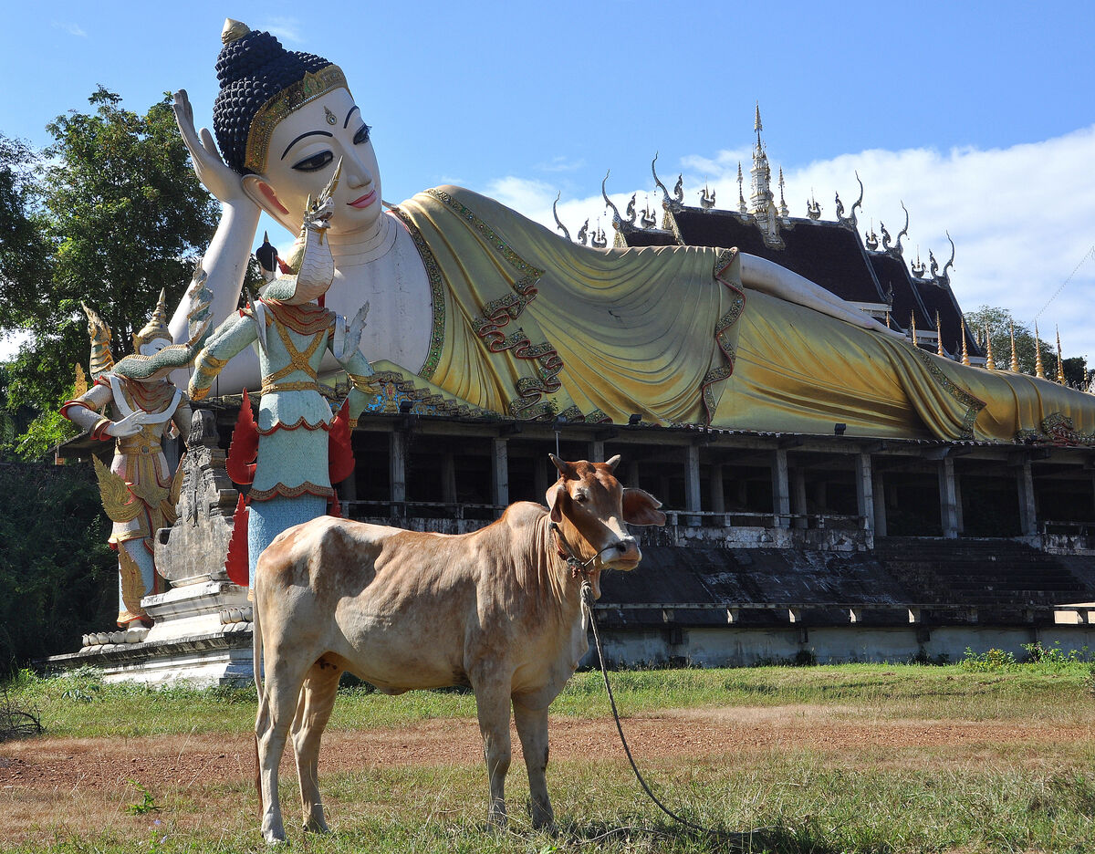 8 - A tethered cow keeps the Reclining Buddha comp...