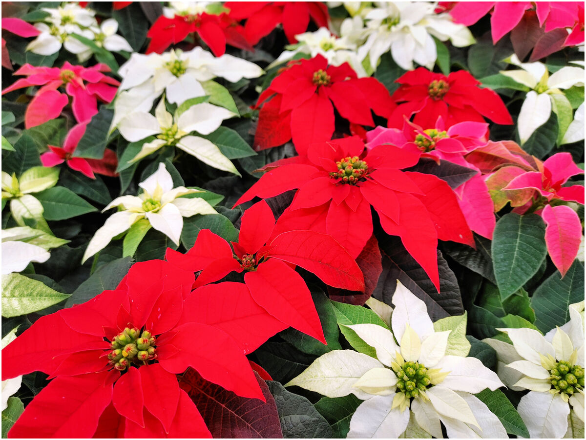 poinsettias-a-picture-of-some-poinsettias-i-took-with-my-cell-phone