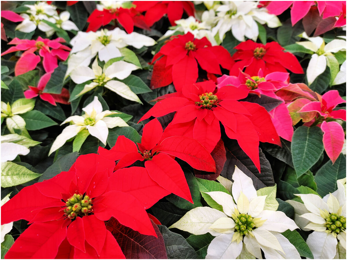 Poinsettias: A Picture Of Some Poinsettias I Took With My Cell Phone ...