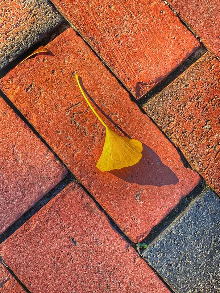A lone ginko leaf...