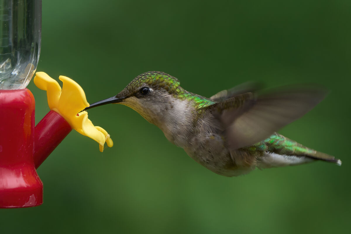 Ruby-throated Hummingbird...