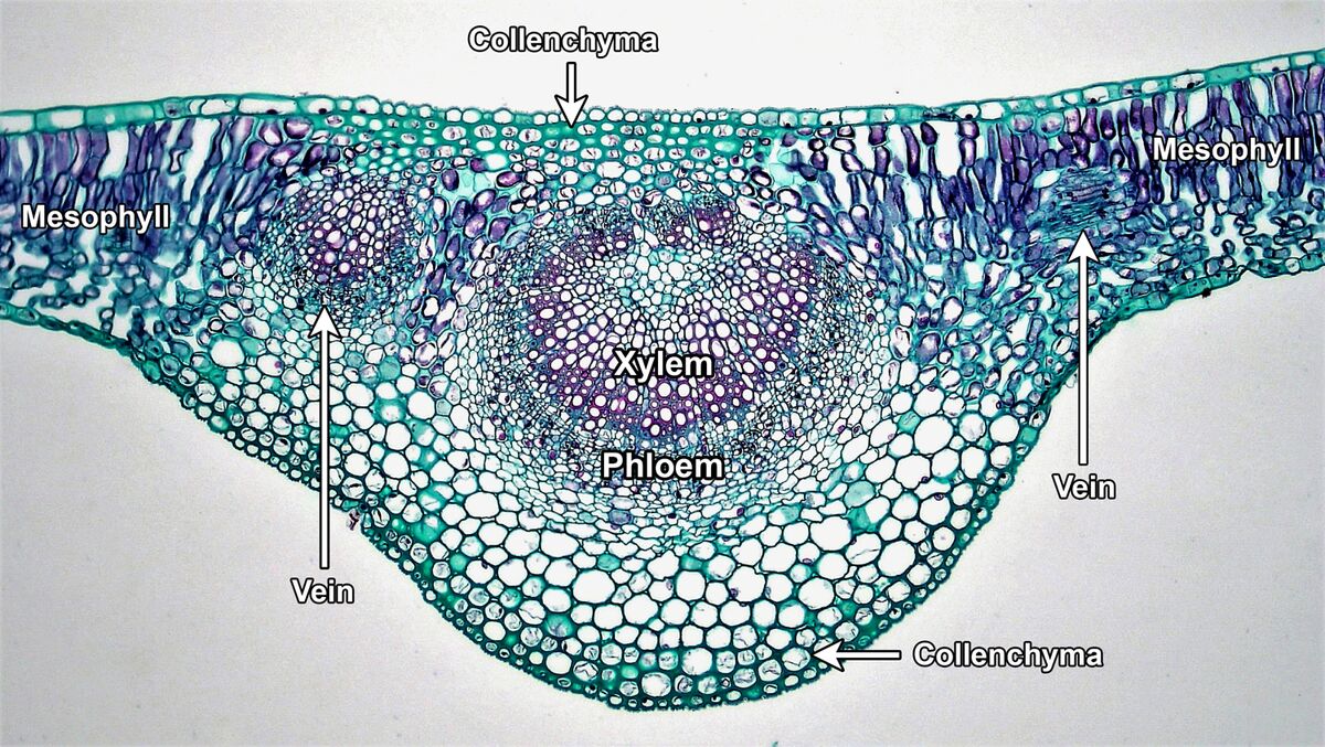 Under The Microscope Leaf Section This Is A Prepared And Stained Under The Microscope Leaf Section This Is A Prepared And Stained