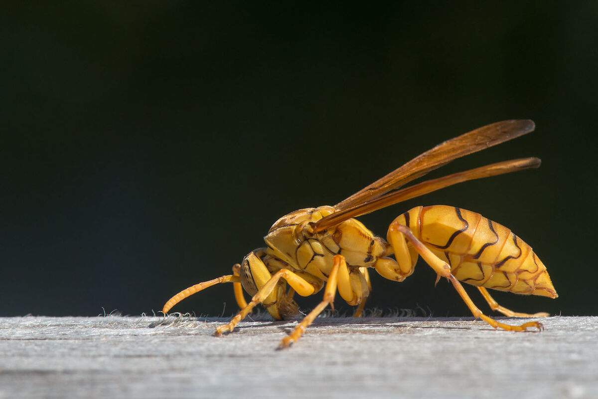Paper Wasp collecting collecting material for its ...
