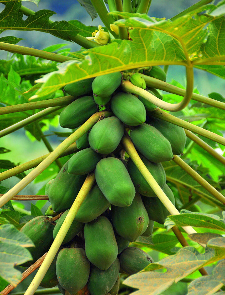 8 - A closer look at these papayas...