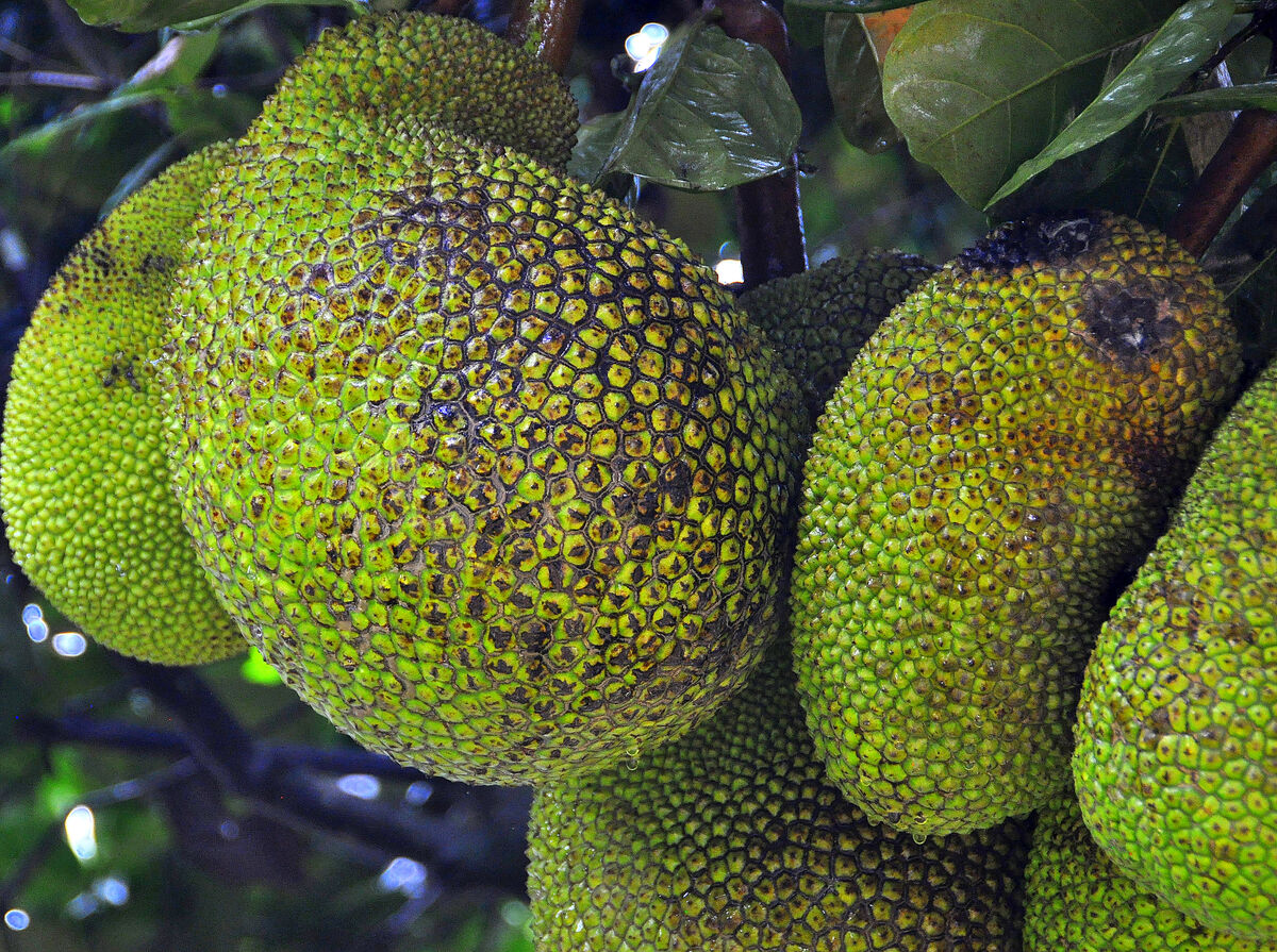 9 - Large durian fruits hanging in a tree - these ...