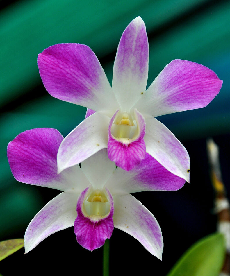 10 - Local orchids - Thailand has an immense varie...
