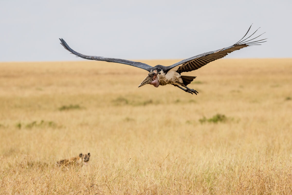 Marabou Stork photobomb by hyena!...