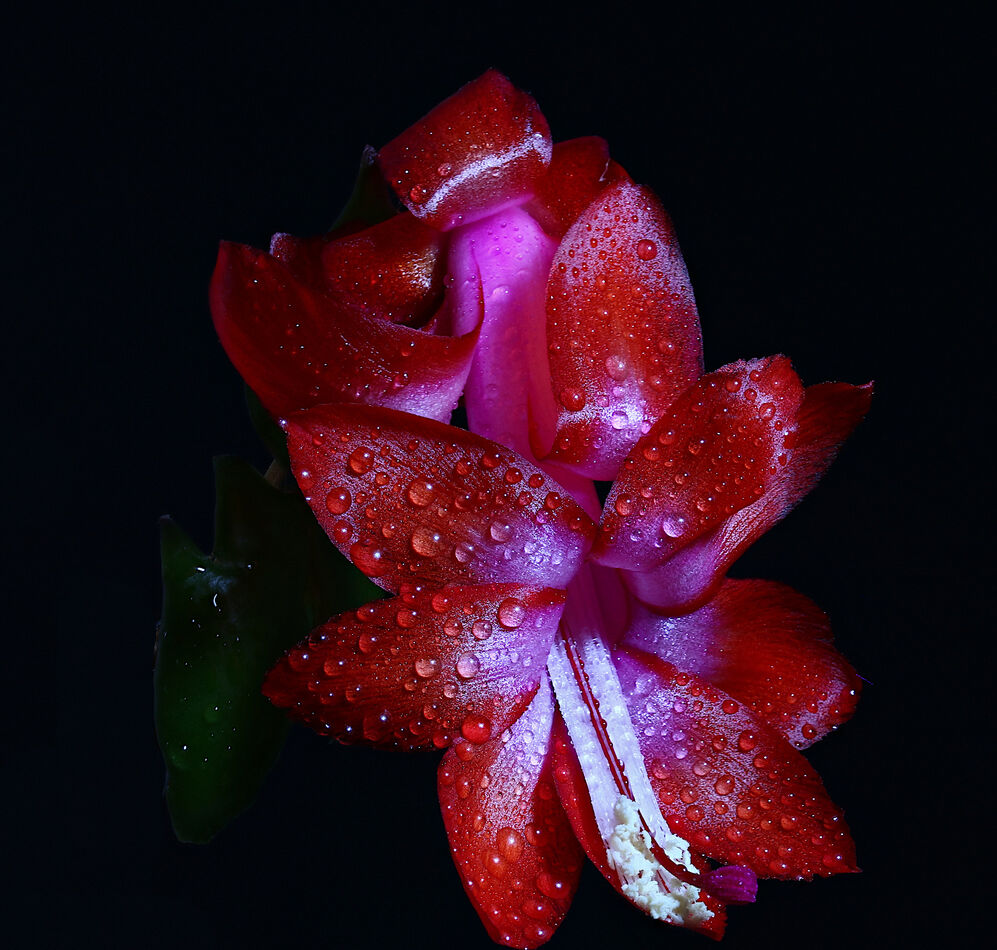 Christmas Cactus with Water Droplets...