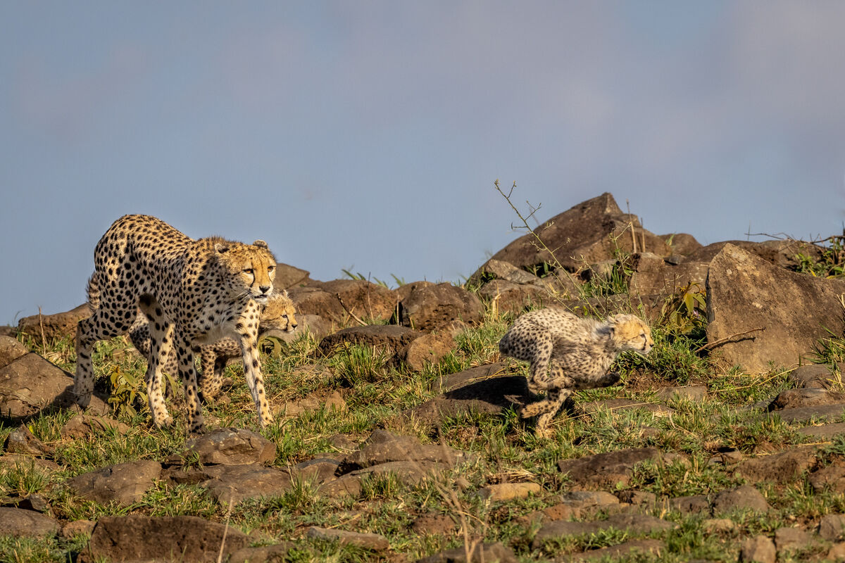 Come on mom, we are cheetahs the fastest cats, we ...
