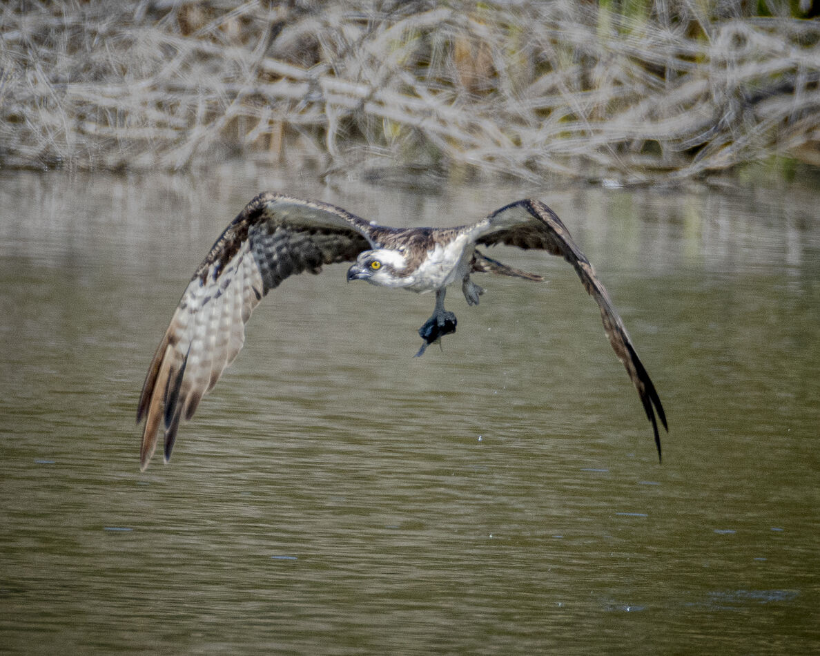 Osprey carries its prey away for a meal....