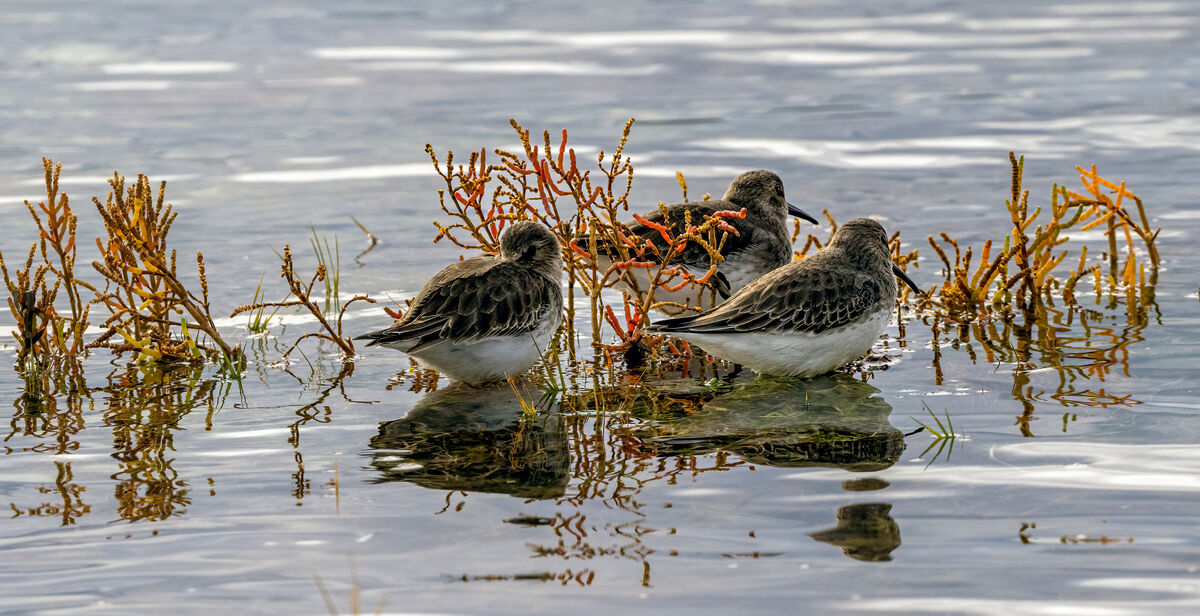 A Few More From Belfair State Park 1112022 Saw few birds altogether