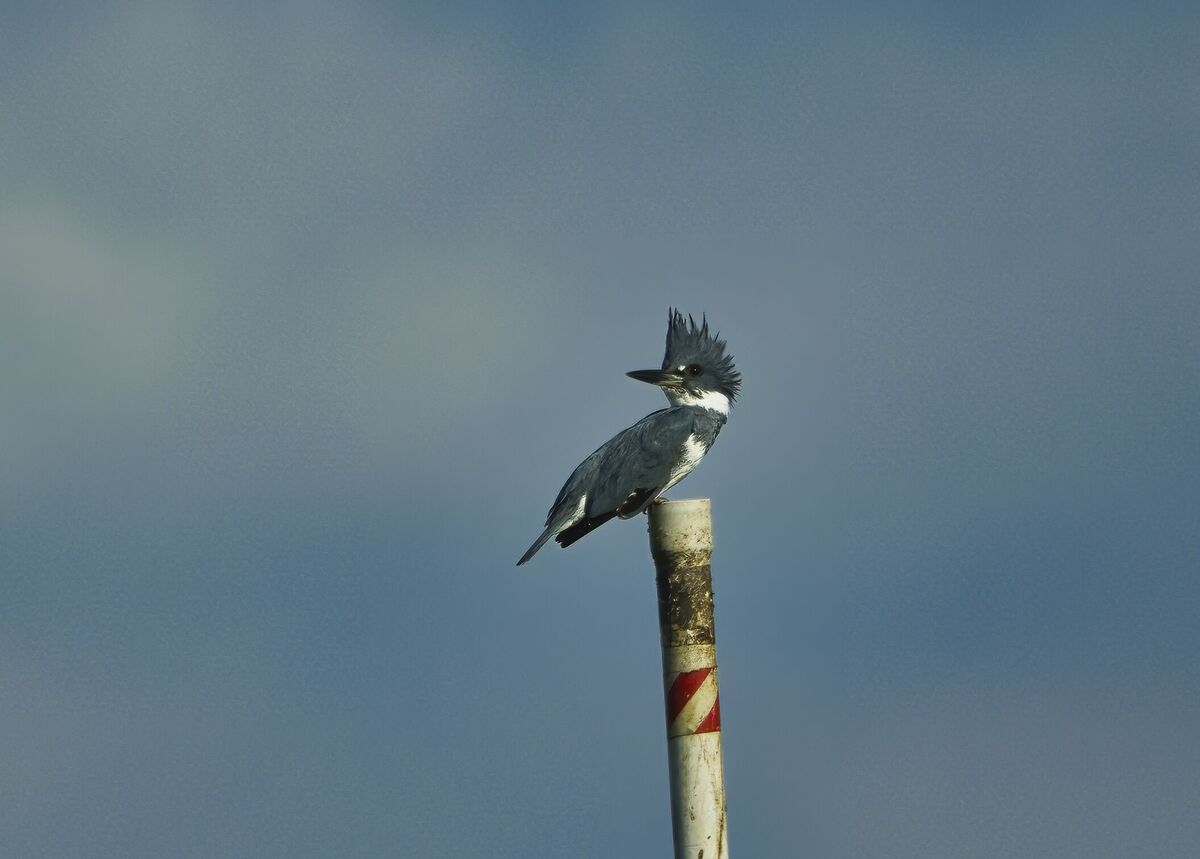 Kingfisher (Goodwin Marsh)...