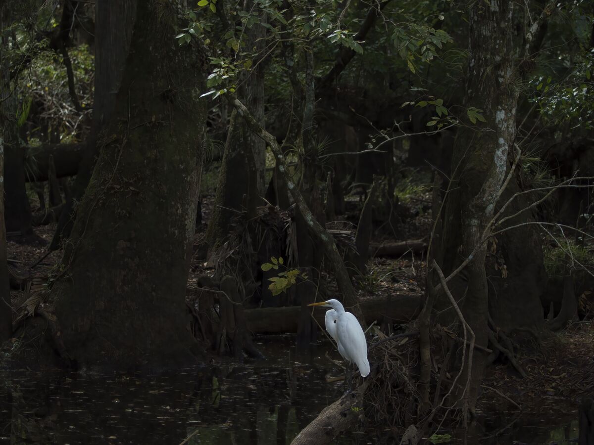 Heron deep in the swamp (Tosohatchee WMA Swamp)...