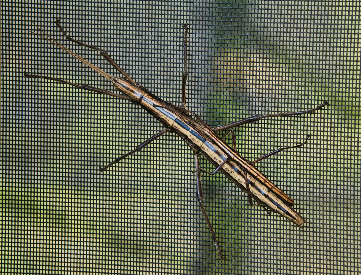 Walking Stick (mating)...Phasmida (My back Porch S...