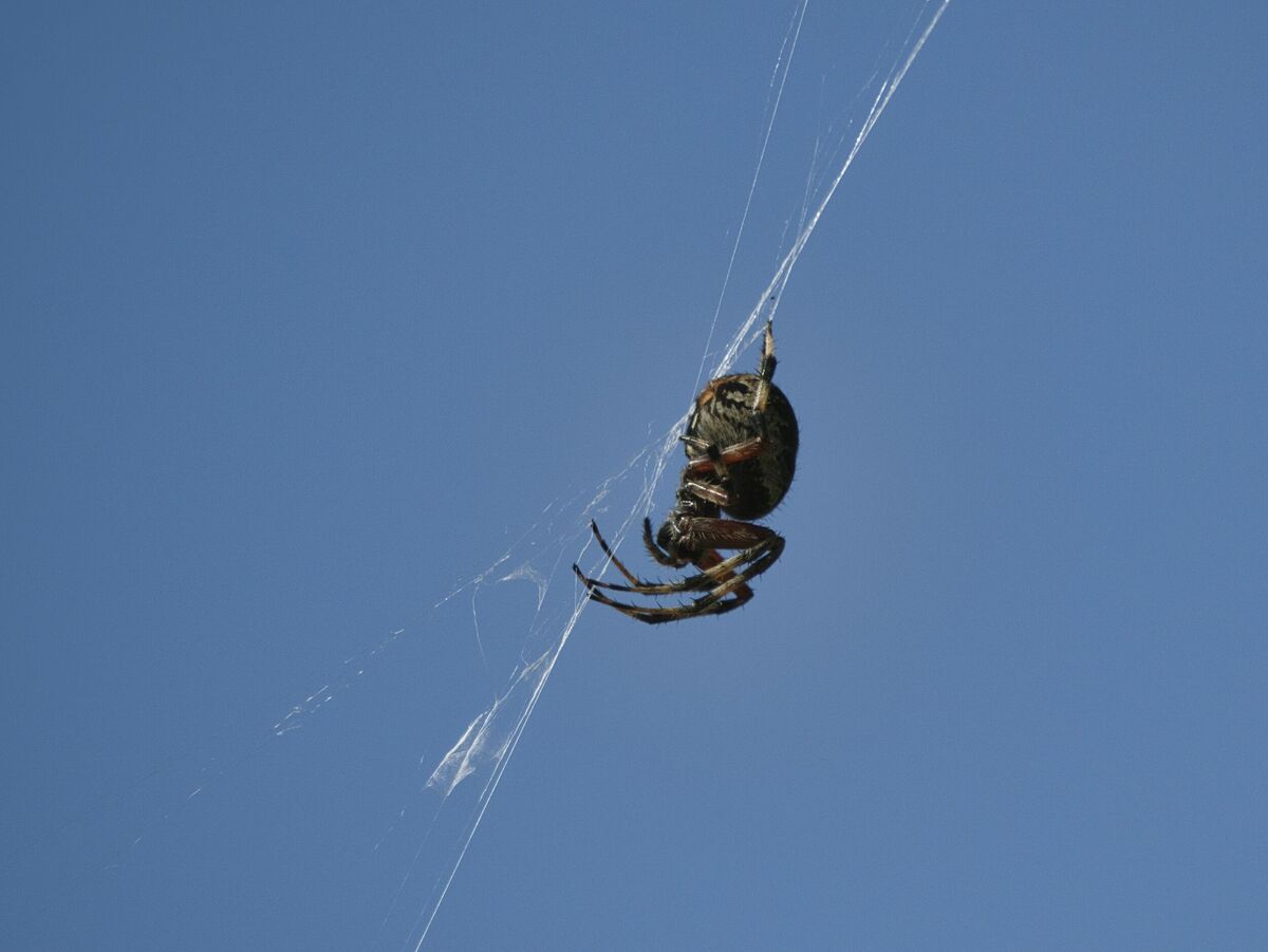 Spider, unknown species (Tosohatchee WMA)...