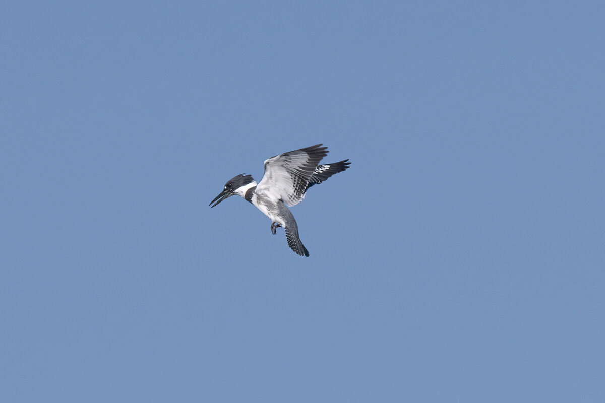 Deep crop of a Belted Kingfisher hovering before h...