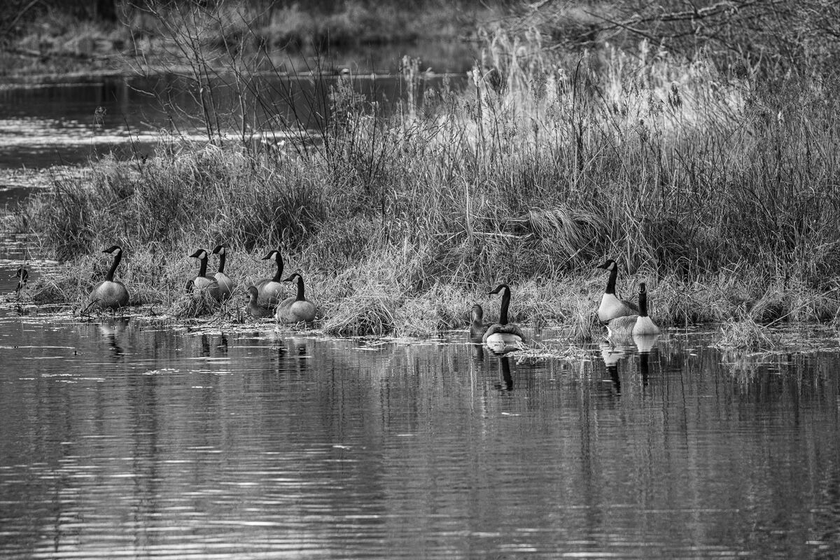 a-gathering-of-geese-just-passing-through