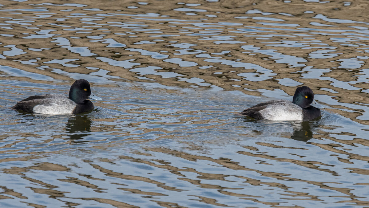 Lesser Scaup (Males)...