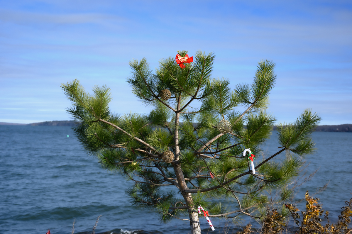 Sure enough - a little tree at the pubic launch is...