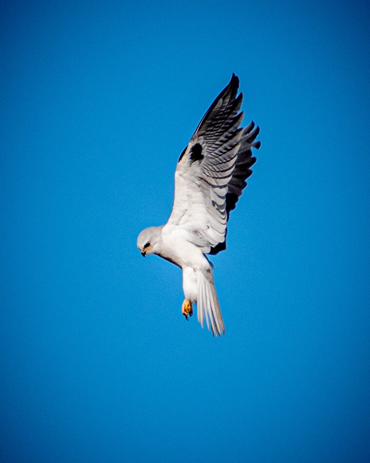 White-tailed Kite...