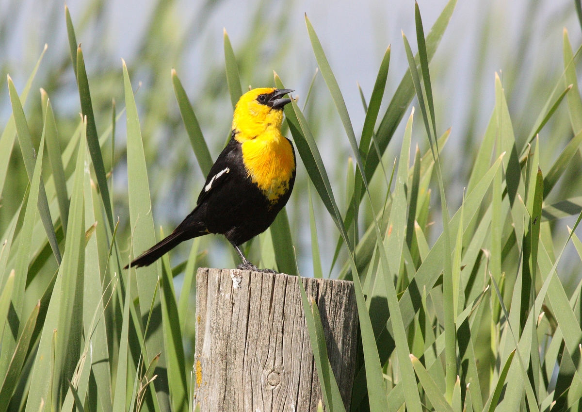 Yellow Headed Blackbird.  They sing like a rusty h...
