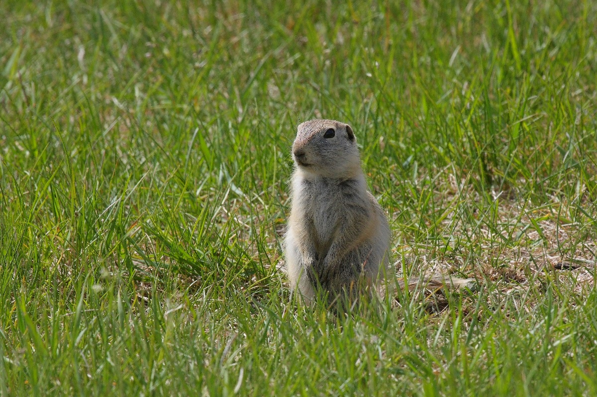 Richardson's Ground Squirrel, on the lookout...