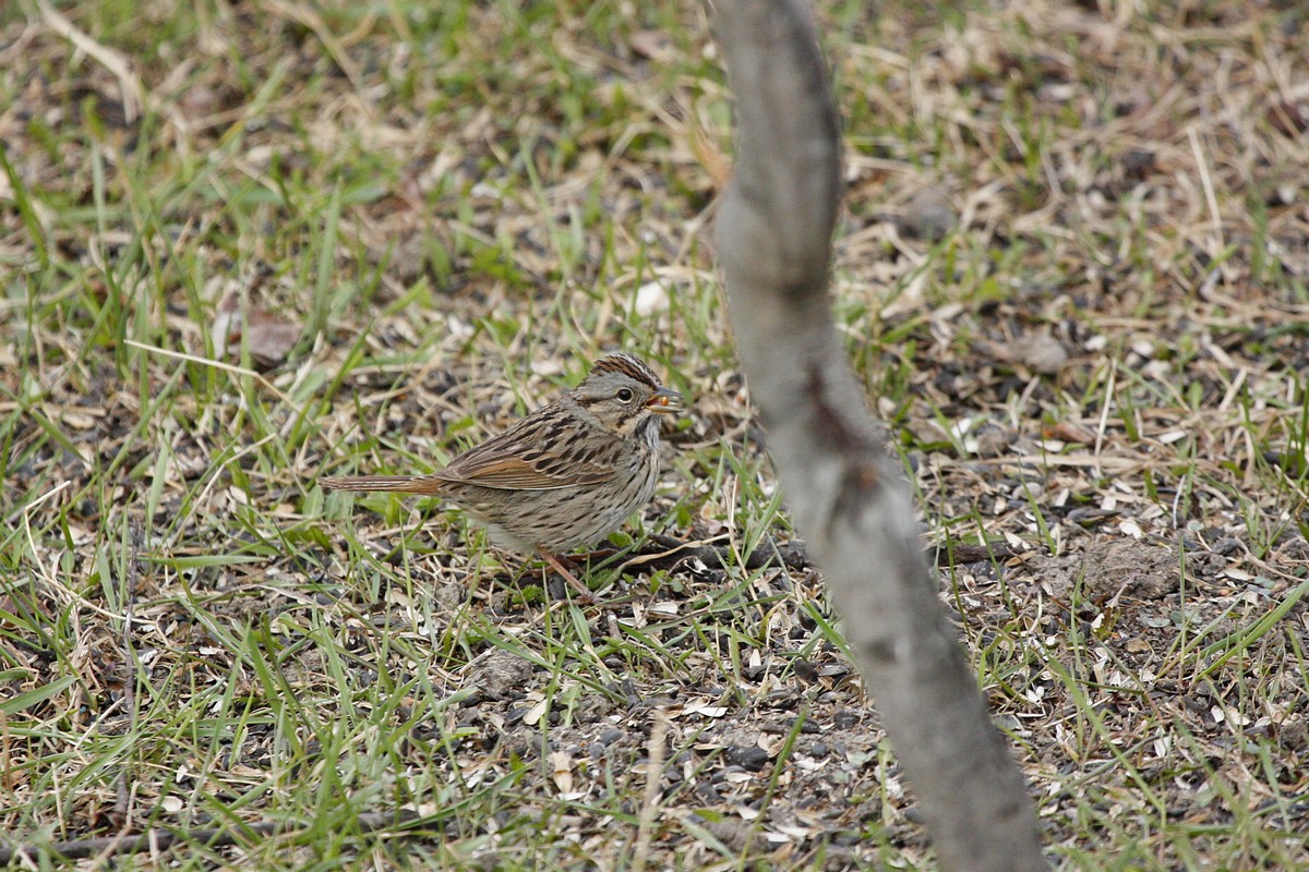 Lincoln" Sparrow, they nest in my yard...