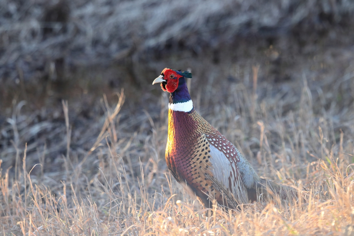 Ring Necked Pheasant, he doesn't visit the feeders...