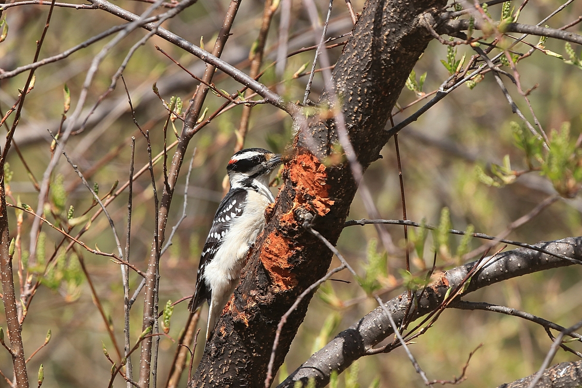 Hairy Woodpecker, I also get Downey Woodpeckers an...