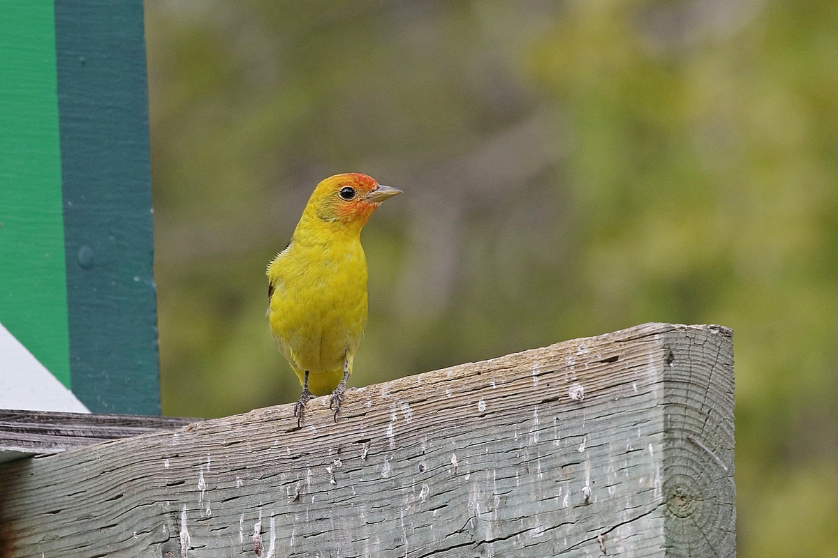 Western Tanager. A couple of years ago I had 8 in ...