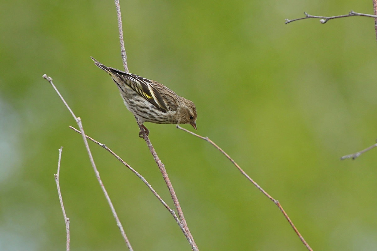 Pine Siskin, some years I don't see any, other yea...