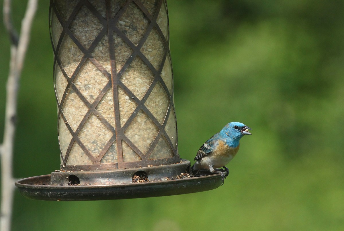 A one time Visitor, a Lazuli Bunting....