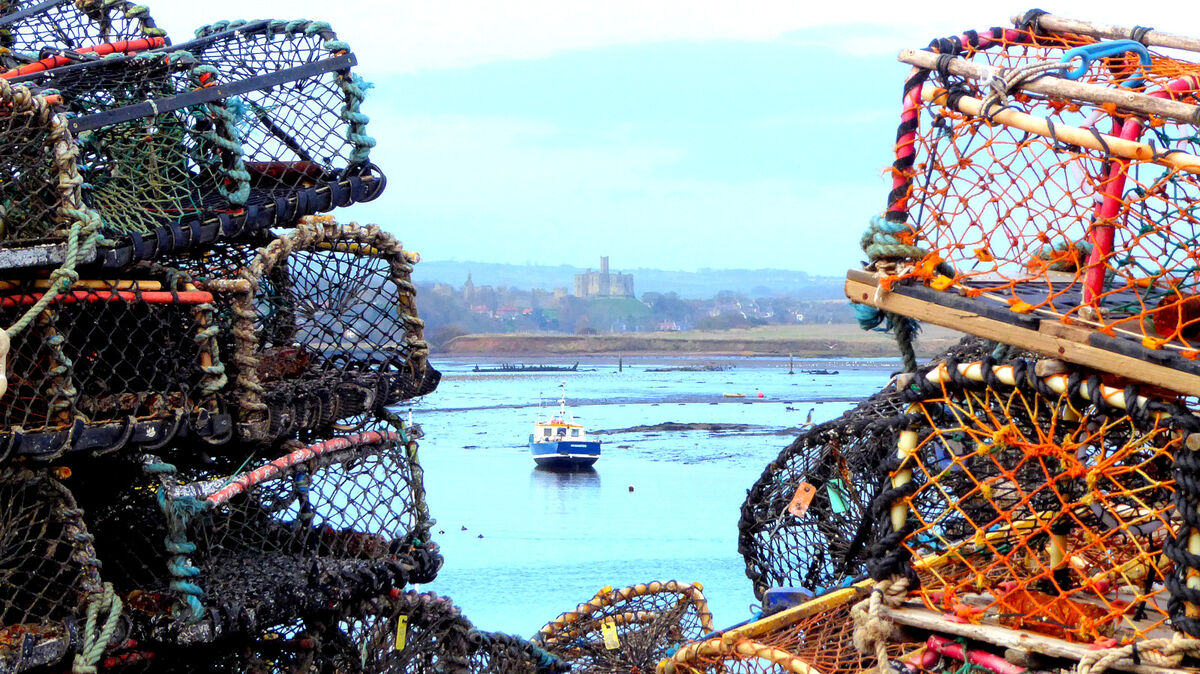 looking up the river Coquet through some Lobster t...