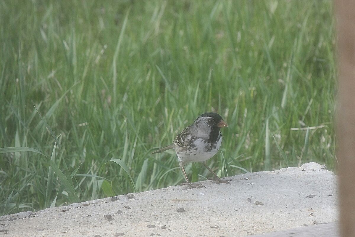 Harris's Sparrow, shot through my kitchen window. ...