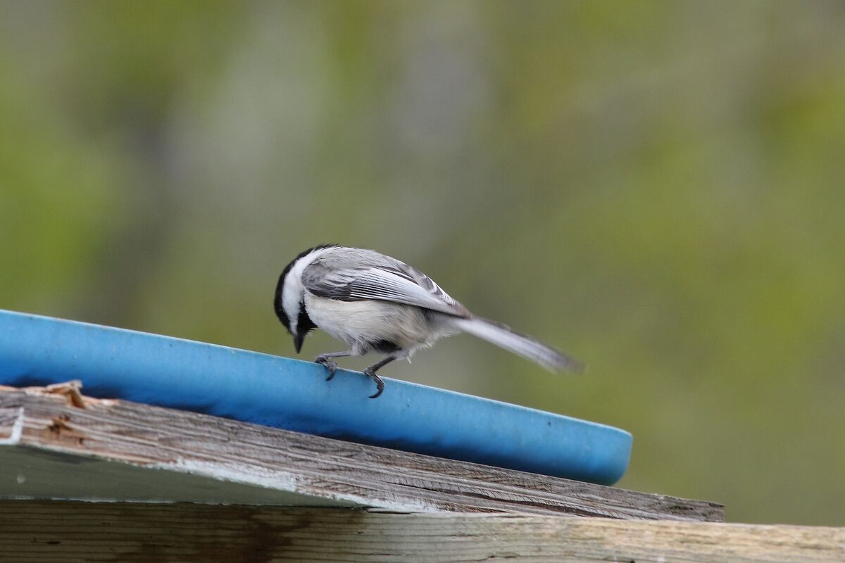 And of course there are the ever present Chickadee...
