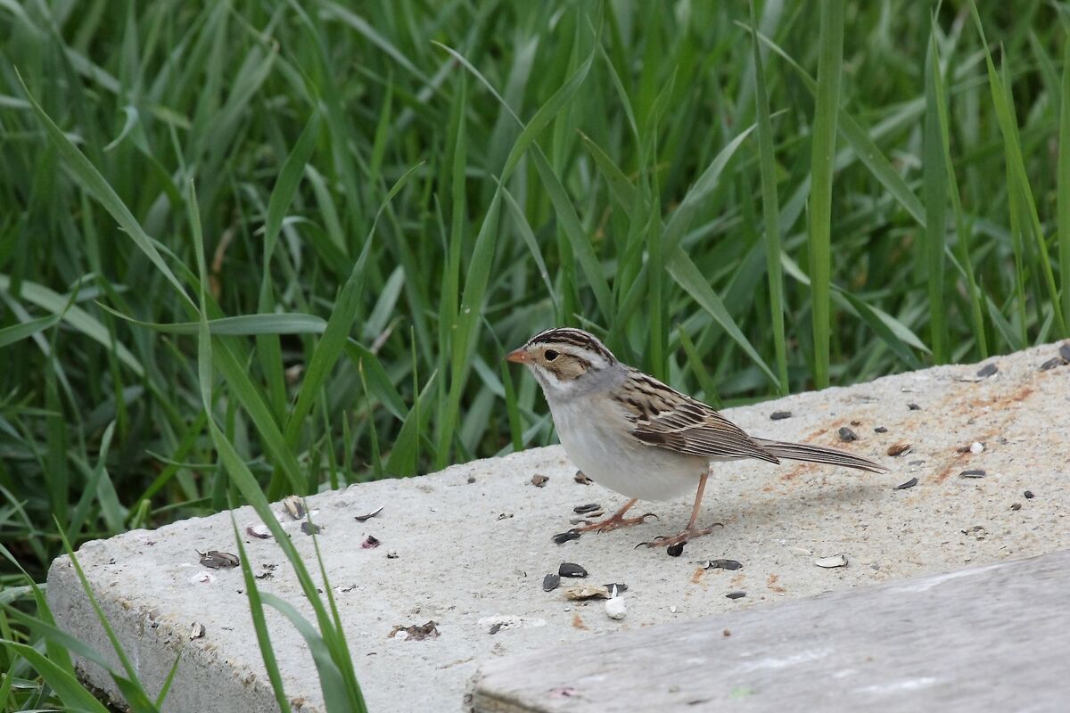 Clay Colored Sparrow...