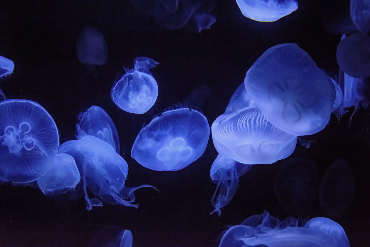 Jellies: Taken on a recent trip to the San Diego aquarium, it is just ...