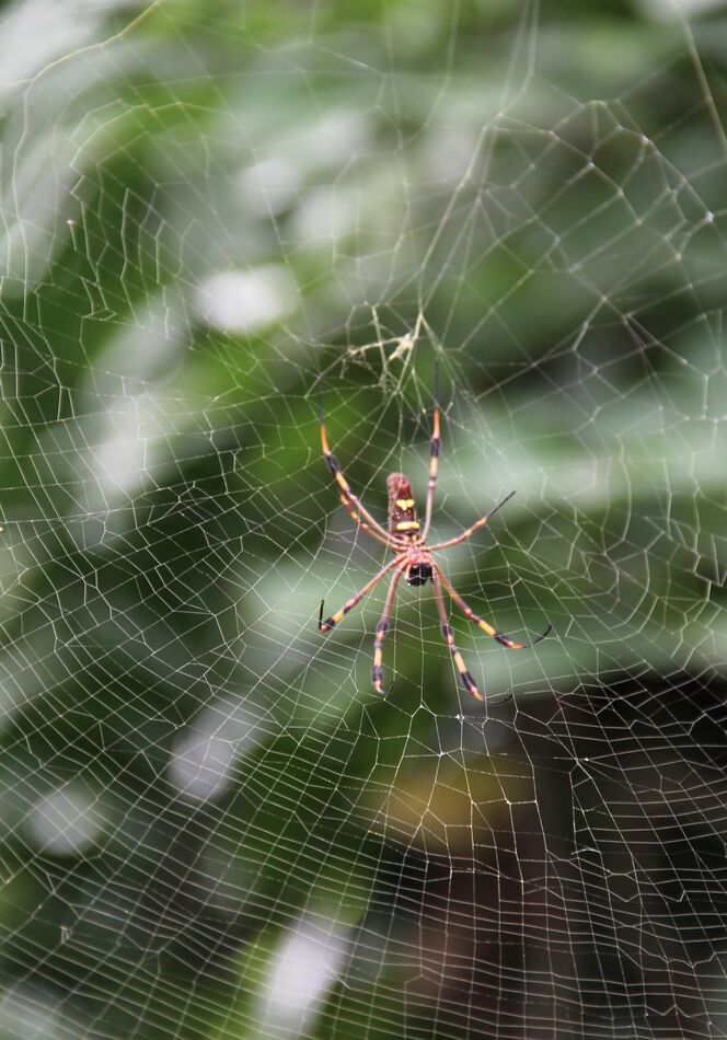 OK, I hate spiders, but the bokeh on this one is p...