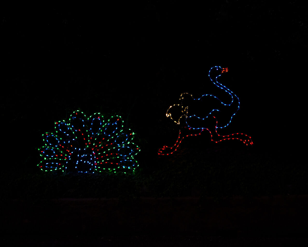 Tis the season... even at the zoo I went to the San Diego Zoo last