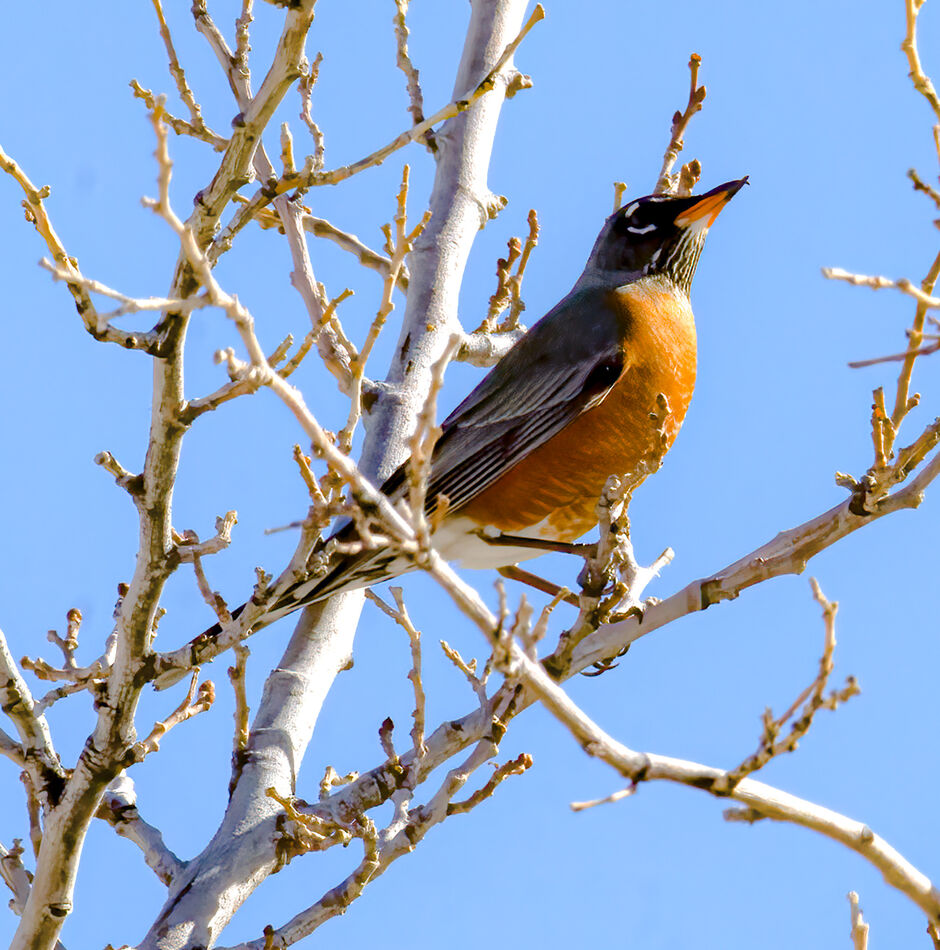 First time in my neighborhood: American Robins...