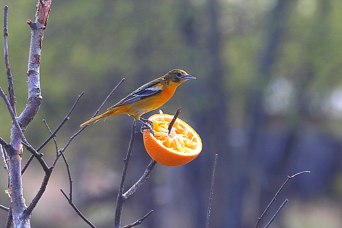 female Baltimore Oriole, in my sister's yard....