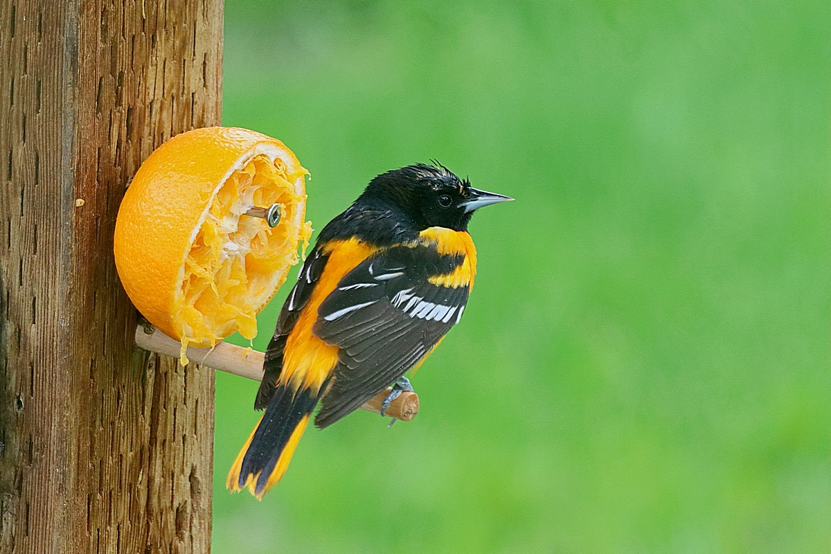 Wet, Baltimore Oriole, in my yard. On a rainy day....